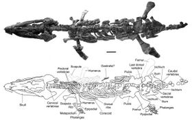 Sachicasaurus vitae - holotype - Paja Formation, Colombia.jpg