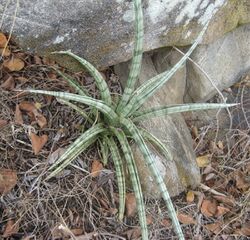 Sansevieria suffruticosa (4517547157).jpg