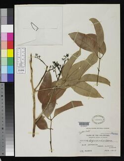 Santiria apiculata (S lagunensis, IT) US108047.jpg