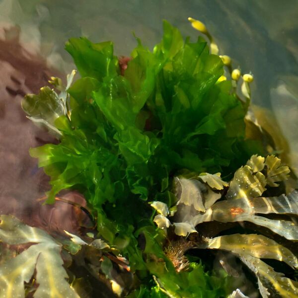 File:Sea lettuce in Brofjorden 1 - cropped.jpg