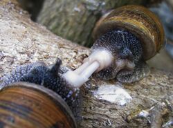 Snails mating.jpg