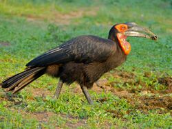 Southern Ground Hornbill (Bucorvus leadbeateri) male (11451032976).jpg