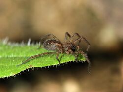 Spider April 2010-2a.jpg