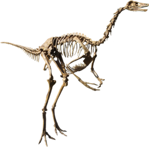 Struthiomimus isolated.png