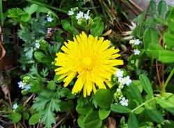 Taraxacum platycarpum 4.jpg