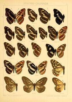 The Macrolepidoptera of the world (Taf. 59) (8145260435).jpg