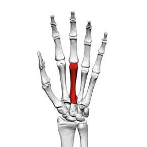 Third metacarpal bone (left hand) 01 palmar view.png