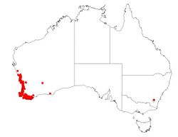 Tribonanthes australis DistMap138.jpg