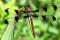 Twelve-spotted Skimmer (Libellula pulchella), Ottawa.jpg