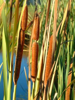 Typha-Orientalis.jpg