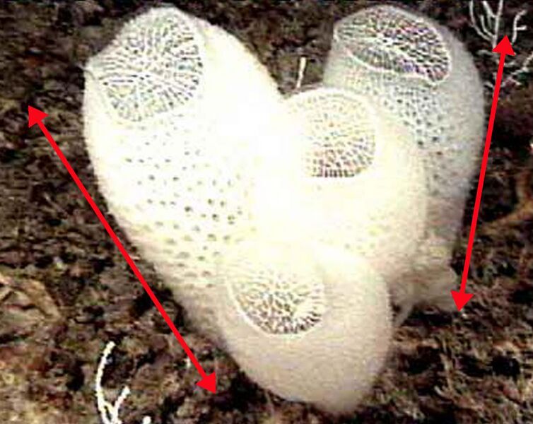 File:Venus Flower Basket (sponge-labelled).JPG
