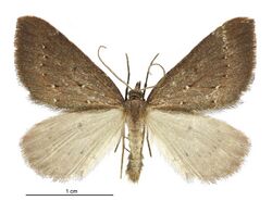 Xanthorhoe occulta male.jpg