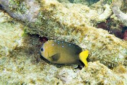 Yellowtail damselfish Microspathodon chrysurus (4657125482).jpg