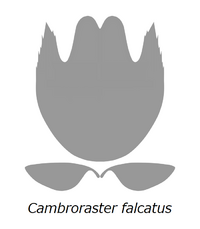 20210516 Radiodonta head sclerites Cambroraster falcatus.png