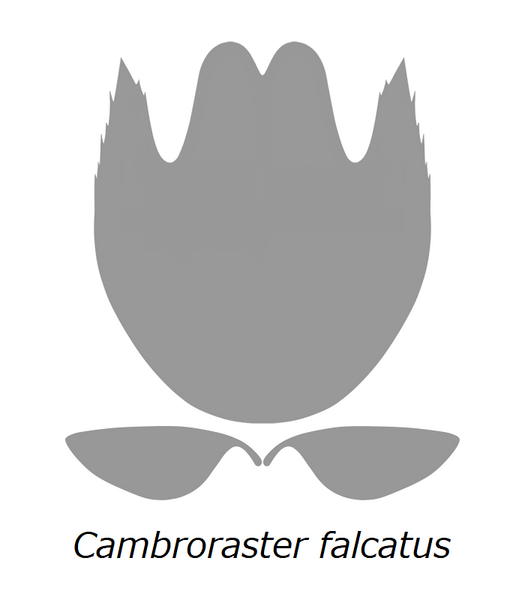 File:20210516 Radiodonta head sclerites Cambroraster falcatus.png