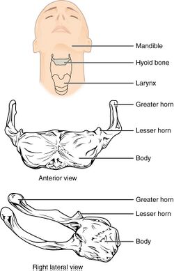 712 Hyoid Bone.jpg