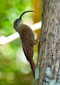 ARAPAÇU-DE-BICO-TORTO (Campylorhamphus falcularius).jpg