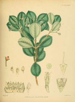 A hand-book to the flora of Ceylon (Plate XXXVI) (6430644747).jpg