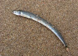 A sand eel at Belhaven Bay (geograph 2326012).jpg
