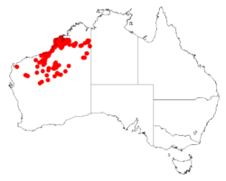 Acacia eriopodaDistMap334.png