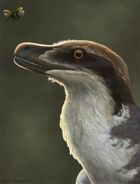 File:Acheroraptor reconstruction.jpg