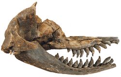Fossil skull with elongated, upturned snout