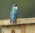 Adult Hispaniolan Golden Swallow perched on artificial nest-box.jpg