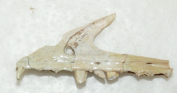 Agnosphitys cromhallensis left maxilla.png