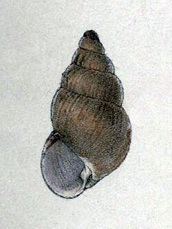 Amastra subsoror drawing, depicting a brown snail shell