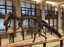 The Antrodemus skeleton on display at Princeton's Department of Geosciences in Guyot Hall