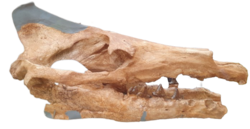 Artiocetus skull.png