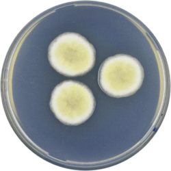 Aspergillus chevalieri cya.png