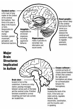 Two diagrams of major brain structures implicated in autism. The upper diagram shows the cerebral cortex near the top and the basal ganglia in the center, just above the amygdala and hippocampus. The lower diagram shows the corpus callosum near the center, the cerebellum in the lower rear, and the brain stem in the lower center.