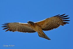 Ayres' Hawk Eagle02.jpg