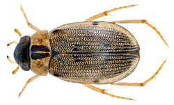 Berosus pulchellus MacLeay, 1825 (15551999761).png