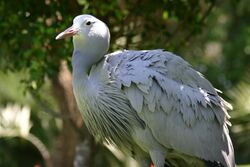 Blue Crane South Africa.jpg