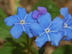 Boraginaceae - Omphalodes verna-1.JPG