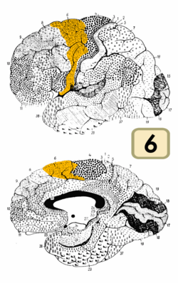 Brodmann Cytoarchitectonics 6.png