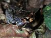 Buea Screeching Frog (Arthroleptis variabilis) (7706657930).jpg