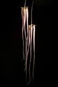 Bulbophyllum longissimum 'Fujio' SM JOGA (Ridl.) J.J.Sm., Bull. Jard. Bot. Buitenzorg, sér. 2, 8 25 (1912) (49269059436).jpg