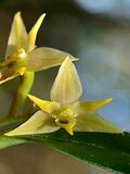 Bulbophyllum sasakii (25686209042) - cropped.jpg