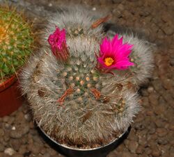 Cactaceae - Mammillaria guelzowiana.JPG