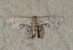 Callizzia amorata - Gray Scoopwing Moth (14994452397).jpg