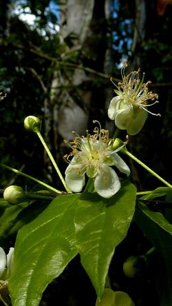 Campomanesia aromatica (Aubl.) Griseb. (4322710172).jpg