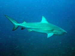 Carcharhinus leucas, Koh Phangan.jpg