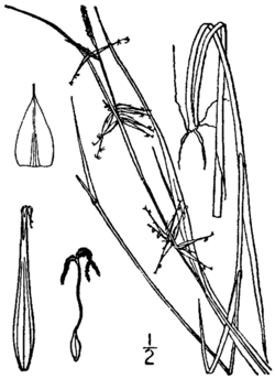 Carex collinsii BB-1913.png
