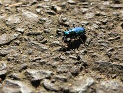 Carolinatigerbeetle.jpg