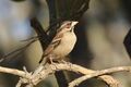 Chestnut-backed Sparrow-Weaver, Sakania, DRC (7669958414).jpg
