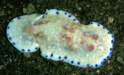 Chromodoris aureopurpurea.jpg