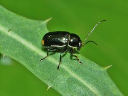 Chrysomelidae - Cryptocephalus renatae.JPG